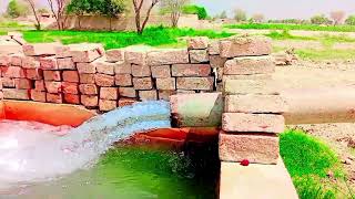 #nvillage/#villagerlifestyle #animallife #nature #farming #animalfarming #unfrezzmyaccount #nature