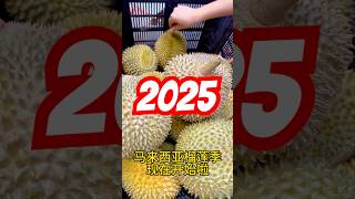 2025年马来西亚🇲🇾槟城榴莲季开始啦！#马来西亚榴莲#槟城榴莲季#槟城必吃榴莲#槟城旅游#604榴莲#槟城榴莲