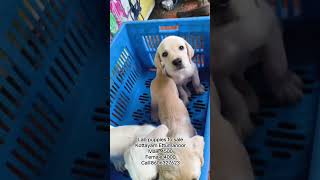 low rate lab puppies for sale Kottayam Ettumanoor call8606327623