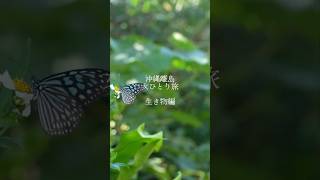 沖縄離島女ひとり旅 #shorts #沖縄 #離島 #離島巡り#一人旅