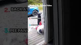 Top 3 Wild Animal Encounters You Won’t Believe  #funnyfails #foryou #dailyfunny