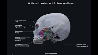 Infratemporal Fossa Anatomy | Muscles, Nerves & Blood Supply Explained!