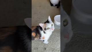 What color are we thinking for a rug? 🤔 #cutecats #catmom #catlady #cats #fyp #explore #diy