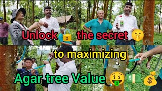 Learn expert techniques to boost agarwood production and increase your profits!💰👍#AgarTree #Agarwood
