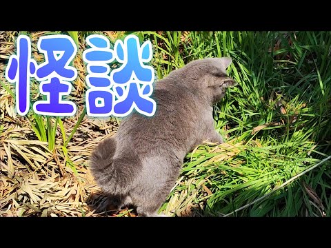 🌸Ghost story 👻① Story: Hand ghost 👻② Story: Running ghost #Cat video #True ghost story #Occult #S...