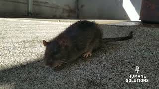 Poisoned Rat Dying From Rodenticides