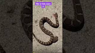 A headless rattlesnake bites itself #shorts #viralshorts #best shorts #channelmonetization #grow