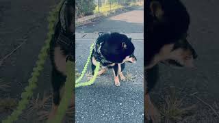もよおす犬　#豆柴 #柴犬 #黒豆柴連合会