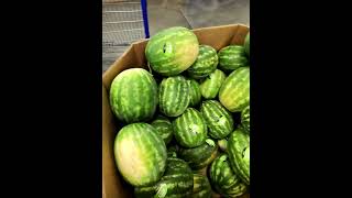 Picking the best watermelon