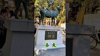 日本奈良公园的小鹿是野生鹿🦌，被视为神的使者#奈良 #奈良旅行#日本 #日本旅行 #japan