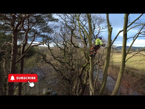 Beech Smash and Dash