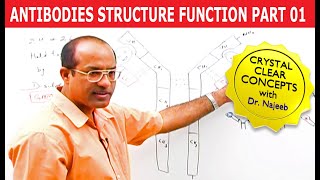 Antibodies | Immunoglobulins Structure & Function | Part 1