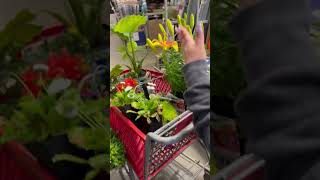 When the twin gets into the spirit 🥹 #plantshopping #planthaul #spring #flowergarden #gardening