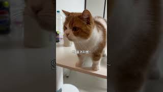 우유가 좋은 고양이 영상