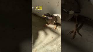 還不會飛的八哥幼鳥!
