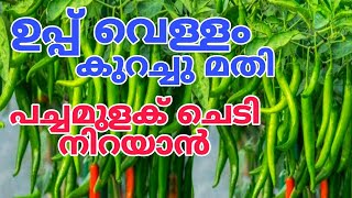 മുരടിപ്പിന് ഒരു ഒറ്റമൂലി | How to grow chilli plant faster | chilli