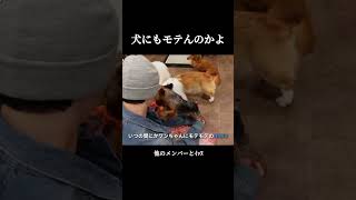 【🐶賢い】国宝級イケメンを30分幸せな気持ちで足止めさせるという快挙。どれだけ徳を積んだんですか #nexz #kpop #jyp #넥스지 #nexzvlog #vlog #dog #tokyo