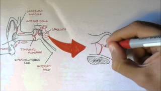 Ear Anatomy