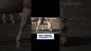 Why Horses Struggle to Heal from Broken Legs #EquineHealth #HorseCare #VetFacts