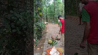 jackfruit plucking#jackfruit #fruits #katahalkisabji #katahal #chakka #chakkappazham