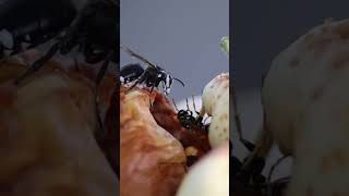 YELLOWJACKET Goes Down After Face-off With BALD-FACED HORNET!