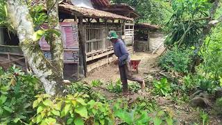 Sustainable Living: Villager Pruning Branches for Firewood Stock_FarmersLife _Shorts