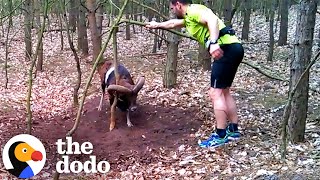 Ram With Horns Stuck To Tree Gets Rescued By Jogger | The Dodo