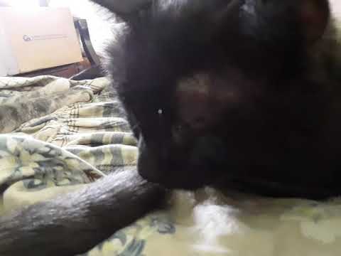 Gracie Purring