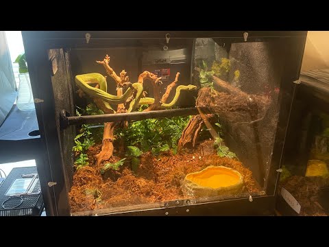 Green Tree Python enclosure set up￼ !