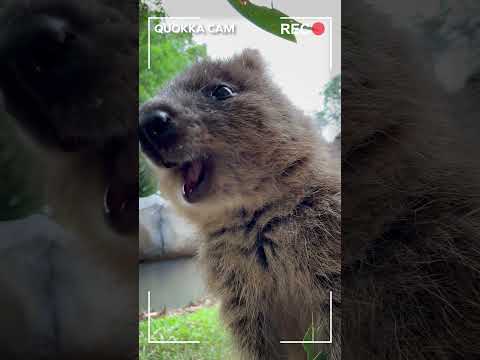 Sit back, relax and enjoy Quokka Cam!