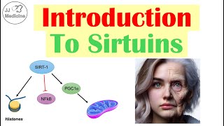 The Key To Longevity? Introduction To Sirtuins | Metabolism, Inflammation and Aging
