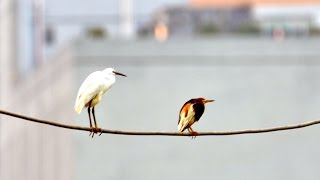 航拍米埔~深圳邊境打雀@Mai Po-Shenzhen Border