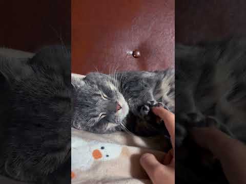【起きない猫】全然起きない🐈爆睡してますね🐈(sleeping cat)#cat #猫のいる暮らし #猫 #猫のいる生活 #ねこ #ねこのいる生活