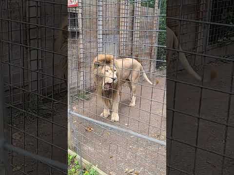 Funny lions and tigers together in a Zoo #zoo #lion #lionking #tiger #simb