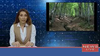 В Украине может появиться самый большой в Европе ивовый лес: где именно и как скоро.