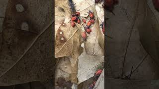 Bugs are cooler than their given credit for 🪳 #bug #bugs #buglife #ilovebugs #nature #cool #weird