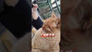 🐱：讨厌没有边界感的人类#画画 #画一个故事 #猫咪 #我镜头下的小猫
