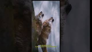 "Howling good time... or just a couple of wolves being weird"