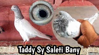Taddy Kabootar Ma Sy Selati Kabootar Niklay | Hashim Mahmood Pigeons 