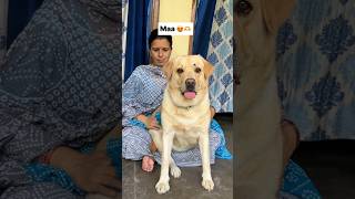 Maa🫶😍 || labra rubi || #youtubeshorts #shorts #labrador #dog #trending #maa #emotional #viralsongs