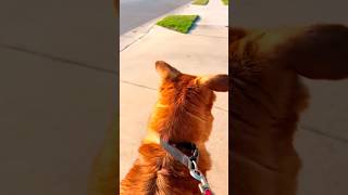 Try not to smile at these HAPPY DOGS!! 🥰🥰🐶#happydog #dogsoftiktok #funnydog #dog #funnyanimals