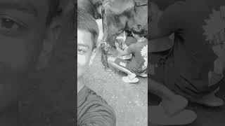 🐄milking💗 +Bhai✌💗#animalslovers #youtubeshorts #_yadav_dairy_farm_55 #cowbuffalo #subscribe