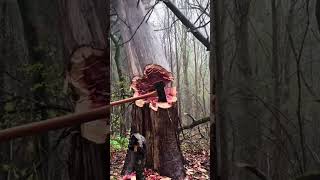 Danger is everywhere when felling trees