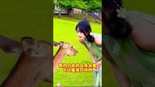 海外生活 #日本生活 #在日港人 #旅行 #俄罗斯美食 #鮮奶酪 #超便宜超划算