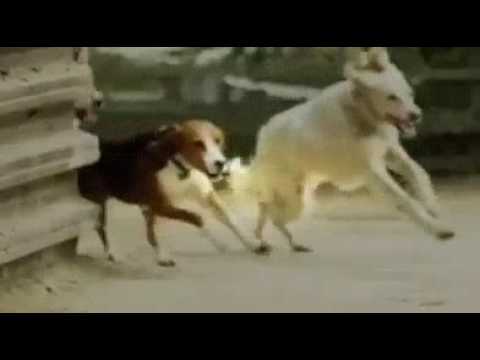 Join us at 8pm E/P for "extraordinary dogs" only on Documentary Channel...
