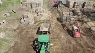 Vardaman Sweet Potato Planting Seed 2024
