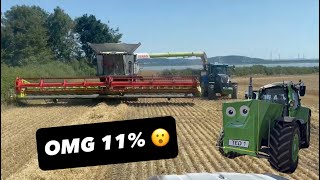CUTTING WHEAT AT 11% OMG AnswerAsAPercent 1941