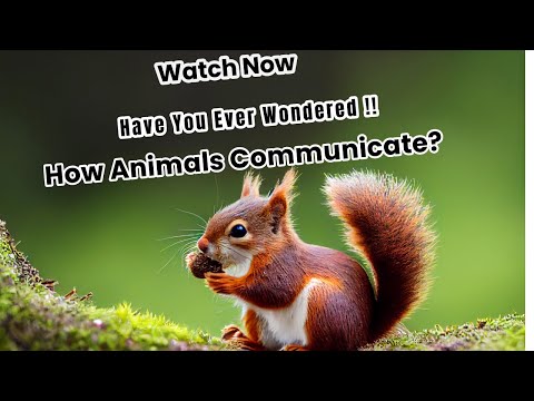 Have You Ever Wondered How Animals Communicate?
