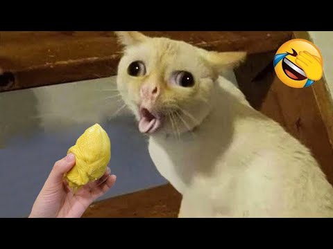 New Funny Animals 😄 Funniest Cats and Dogs Videos 😹🐶 Part 6