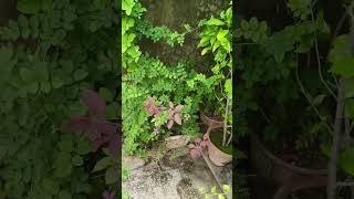 My mini garden flowers plant 🌹😍#daliyvlog #nature #shortvideo #flowers #trending
